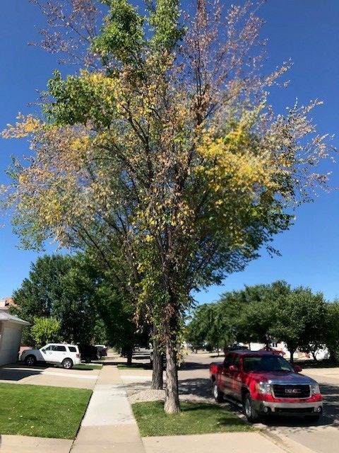 Elm Photo