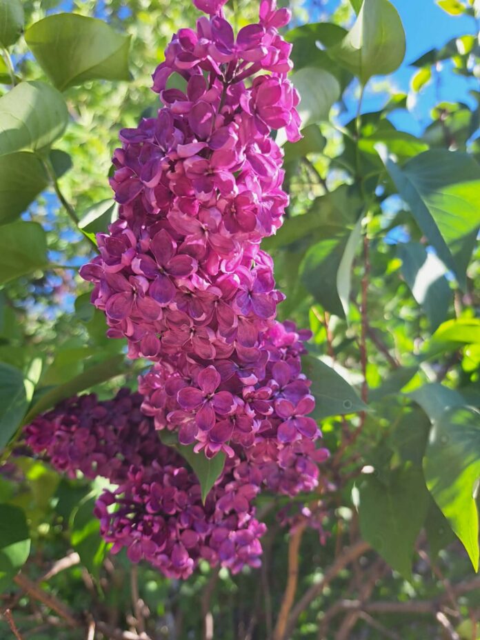 Flowers in Vegreville 2026