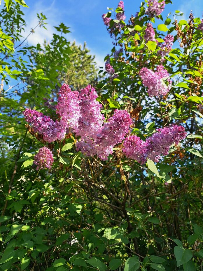 Lilacs in Spring